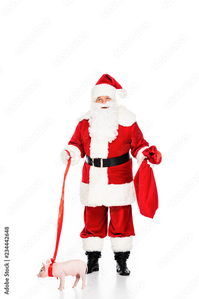 confused santa claus with leashed piggy isolated on white confused santa claus with leashed piggy isolated on white