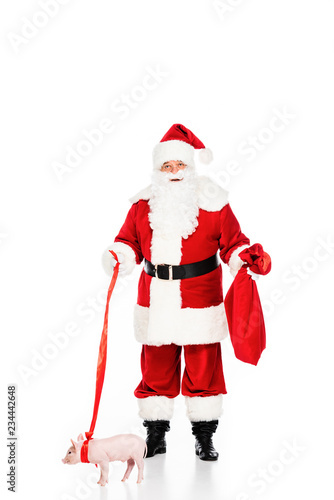 confused santa claus with leashed piggy isolated on white