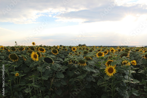 City of Prerov, Csummer field with just flowering sunflowers.zech republic, Europe photo