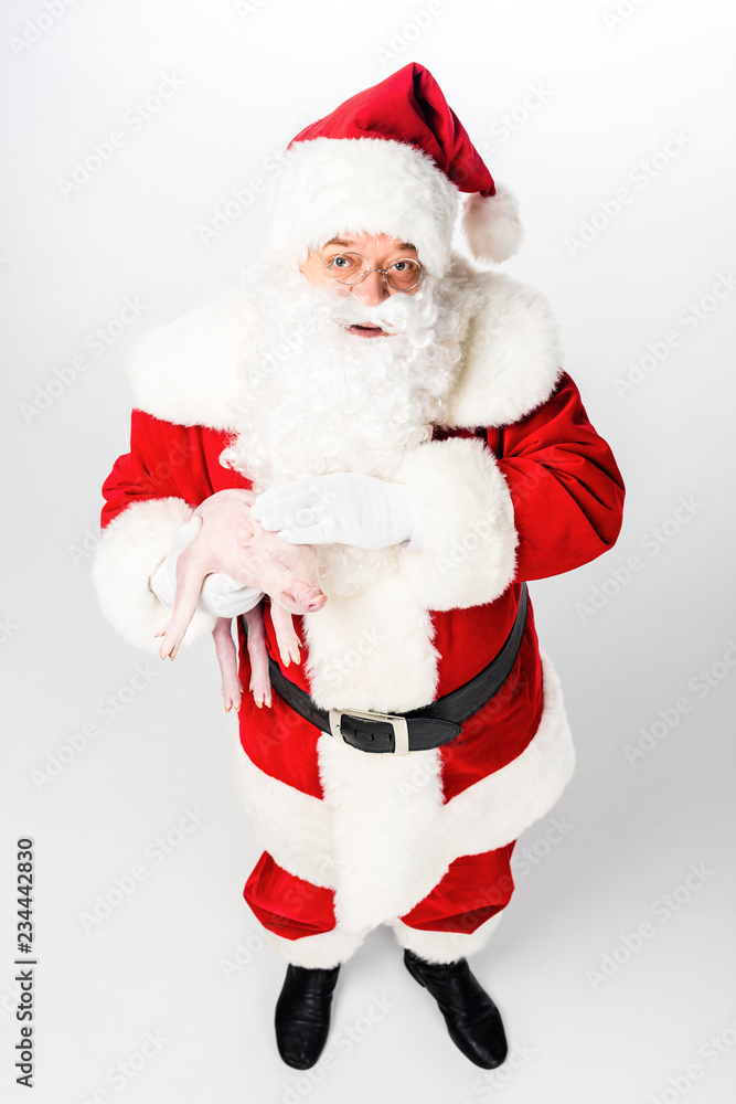 high angle view of santa claus holding cute little pig and looking at camera isolated on white high angle view of santa claus holding cute little pig and looking at camera isolated on white