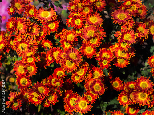 Bouquet of red-yellow chrysanthemums. Annuals chrysanthemum background autumn card. Floral background. Chrysanthemums in the garden.
