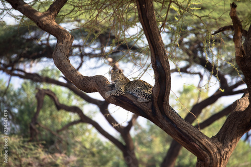 Gepard auf Baum, Masai Mara, Kenya © familie-eisenlohr.de