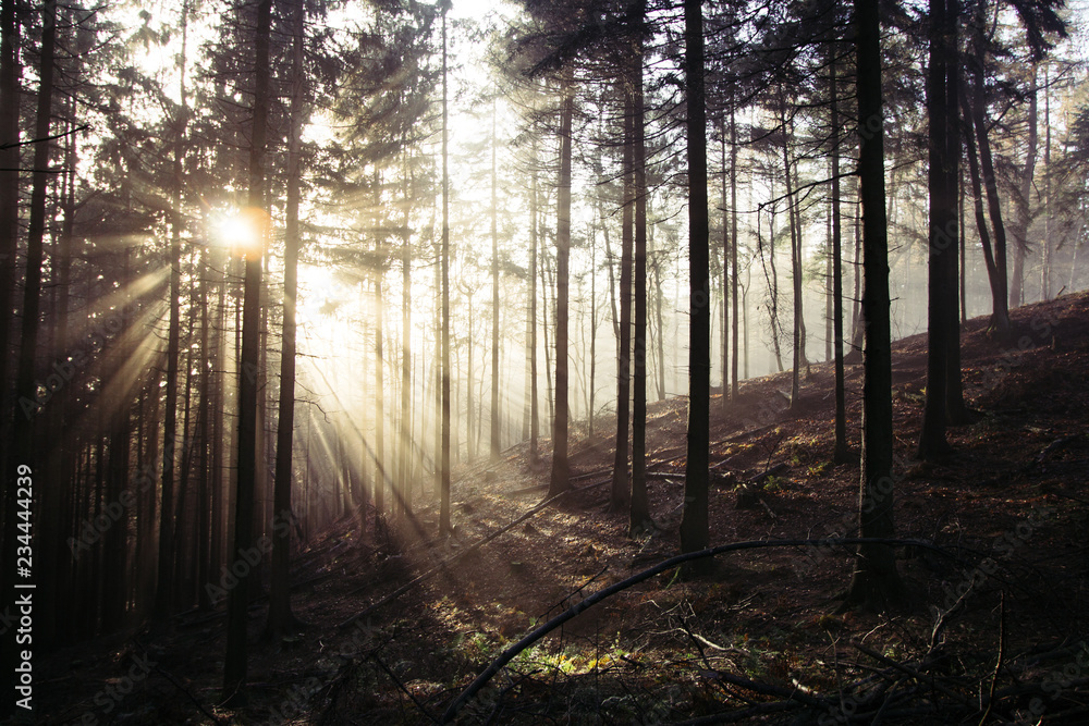 Wald im nebel und warmen licht