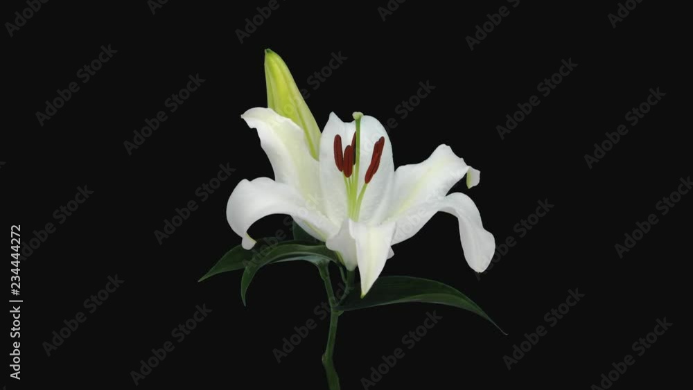 Time-lapse of opening white lily flower 2a4 in 4K PNG+ format with ALPHA transparency channel isolated on black background Time-lapse of opening white lily flower 2a4 in 4K PNG+ format with ALPHA transparency channel isolated on black background