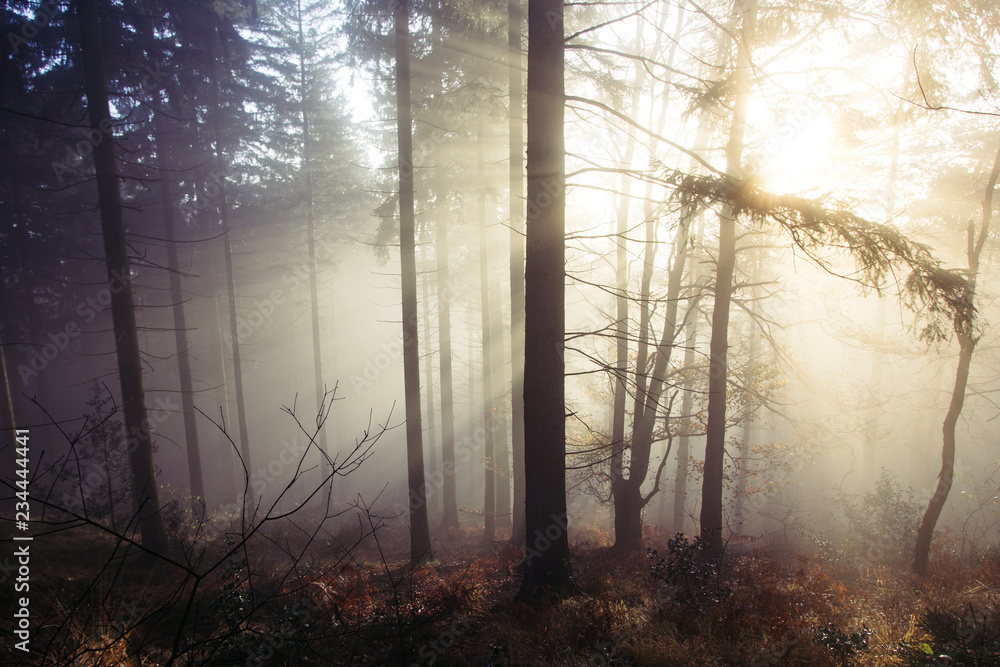 Wald im nebel und warmen licht
