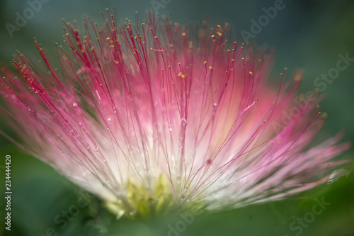 albizia