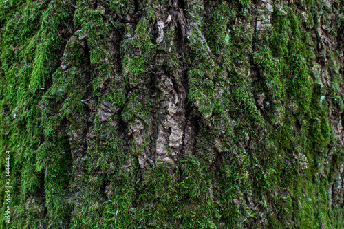 moss on a tree in the forest