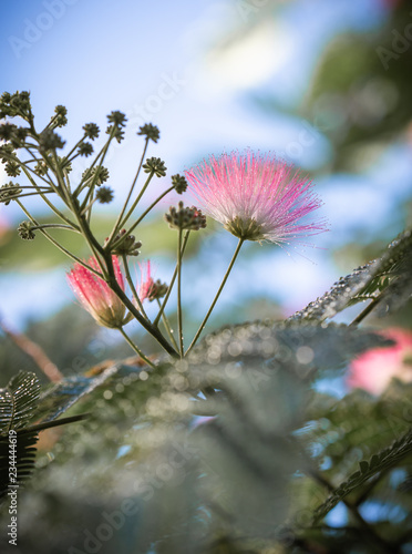 Albizia