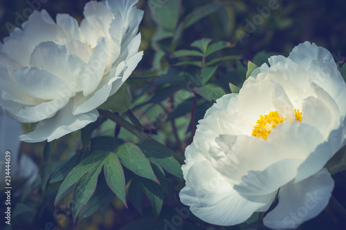Wheit peony flower beautiful background