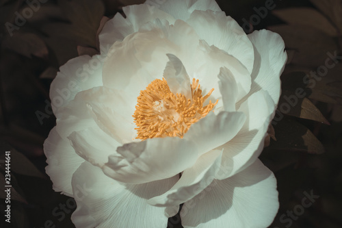 Beautiful white peony flower background