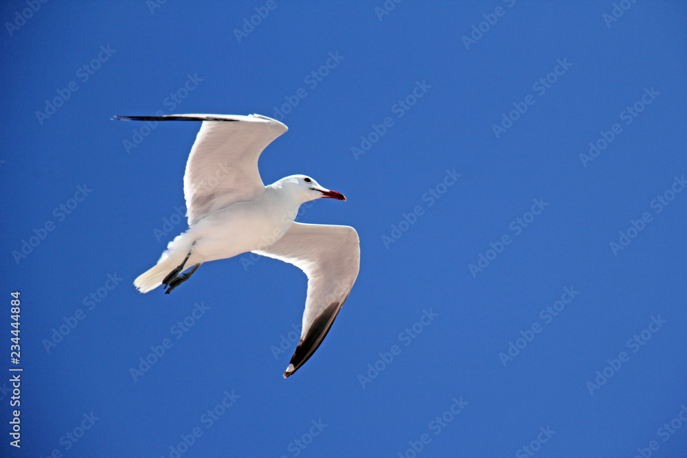 Obraz premium Seemöwe (Laridae) 