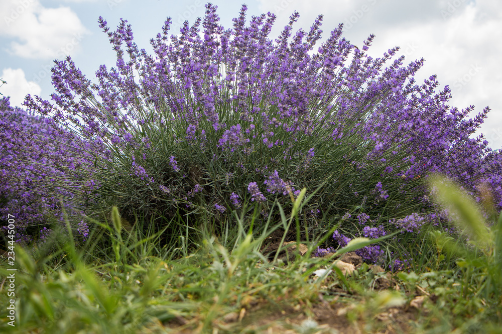 Close up of Purple lavender. Field of lavandula in Bulgaria