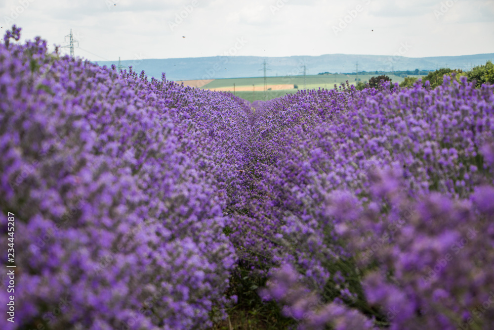 Obraz premium Pole fioletowej lawendy. Pole lavandula w Bułgarii.