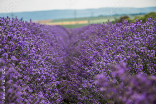 Field of purple lavender. Field of lavandula in Bulgaria.