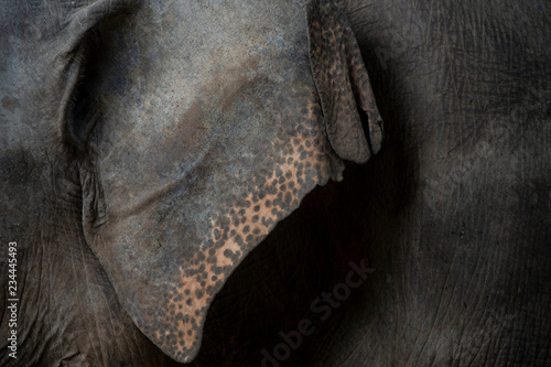 Canvas Print elephant ear skin texture