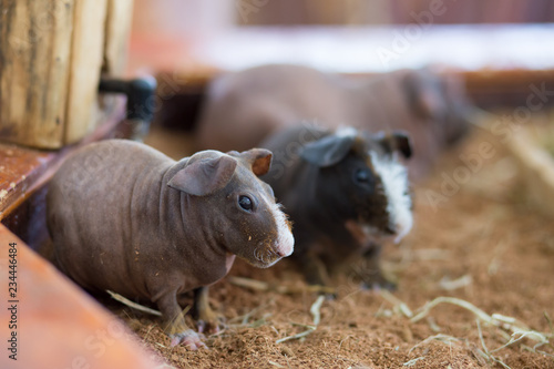 Fotografie Cute brown skinny Pig family