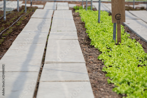 Row of organic hydroponic vegetable cultivation farm with water feeding system in Thailand.