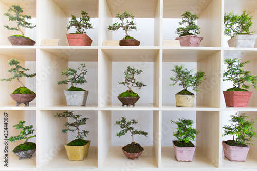 The collection of Small bonzai in the pot on wooden shelf for  decoration idea.