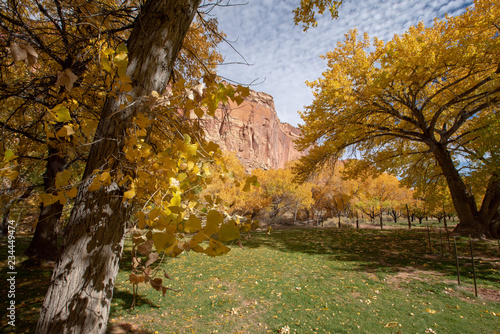 Beautiful cottonwood trees having yellow leaves as the season changes