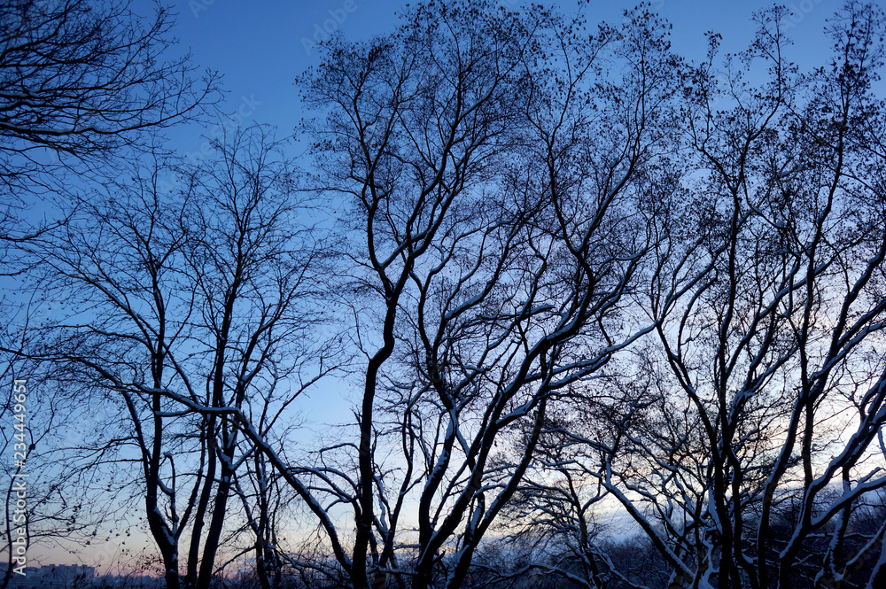 Bare trees against a blue sky Bare trees against a blue sky