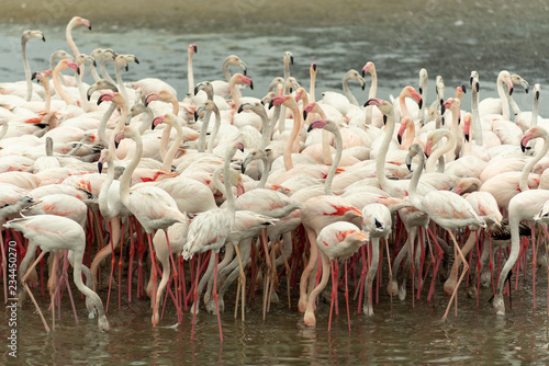 Flamingoes in Ras Al Khor Wildlife Sanctuary, Ramsar Site, Flamingo hide2, Dubai, United Arab Emirates