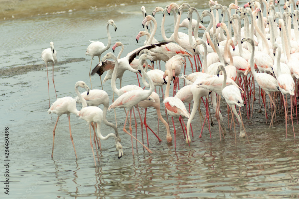 Fototapeta premium Flamingoes in Ras Al Khor Wildlife Sanctuary, Ramsar Site, Flamingo hide2, Dubai, United Arab Emirates