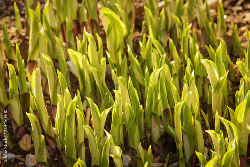 Plants Spring Time Sprouting