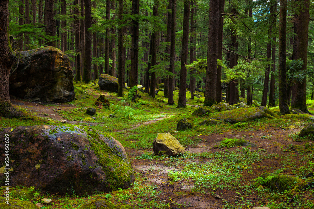 Pine forest with rocks and green moss Pine forest with rocks and green moss
