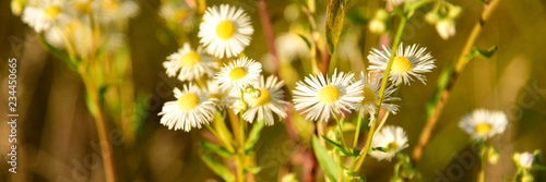 Beautiful Camomile Flowers in the wild Nature