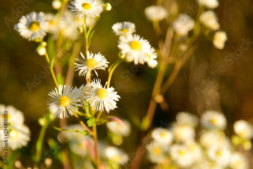 Beautiful Camomile Flowers in the wild Nature