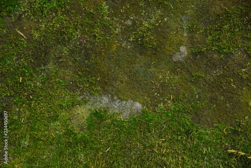 Green moss texture and background on stone