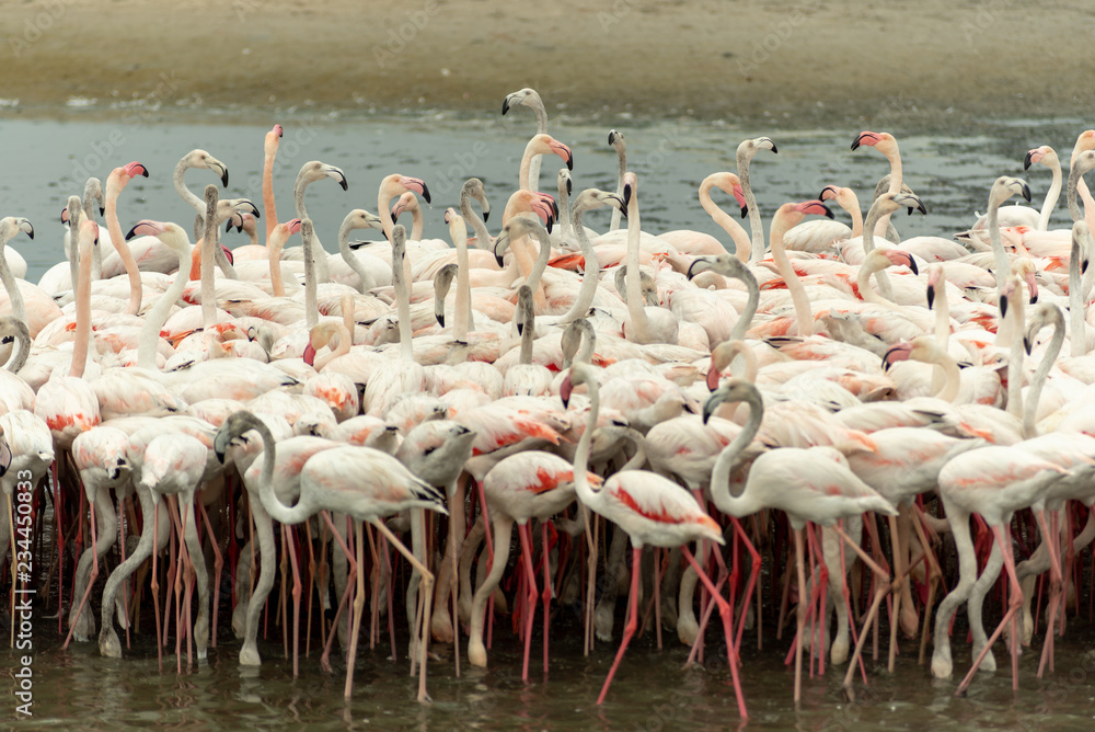 Naklejka premium Flamingoes in Ras Al Khor Wildlife Sanctuary, Ramsar Site, Flamingo hide2, Dubai, United Arab Emirates