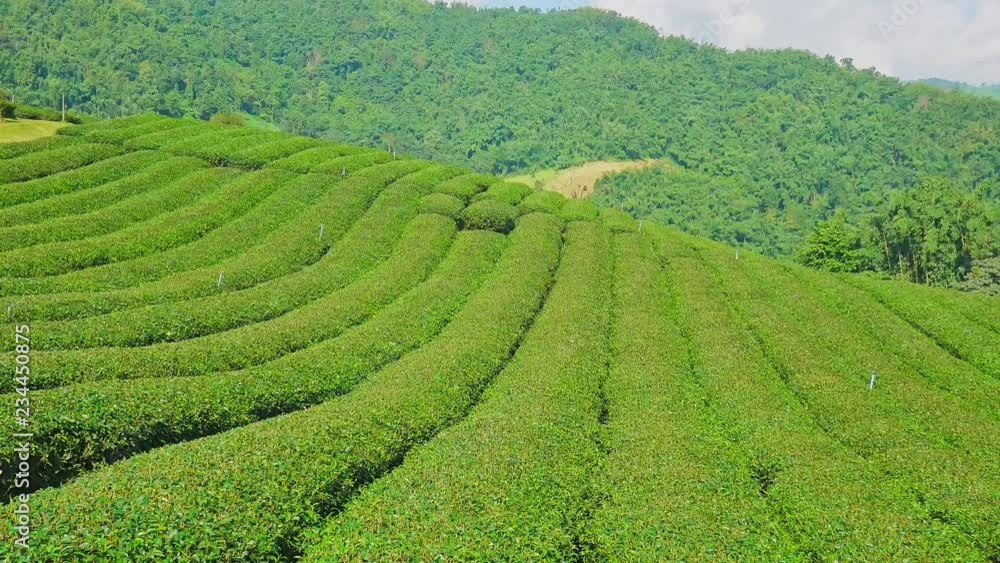 Tea Plantation in Doi Mae Salong, Chiang Rai Province in Northern Thailand. Tea Plantation in Doi Mae Salong, Chiang Rai Province in Northern Thailand.