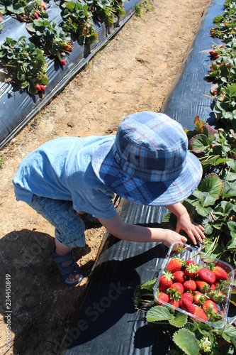 strawberry picking