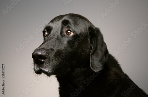 Black labrador on isolated background