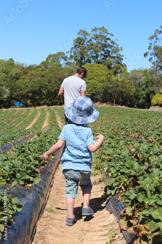 strawberry picking