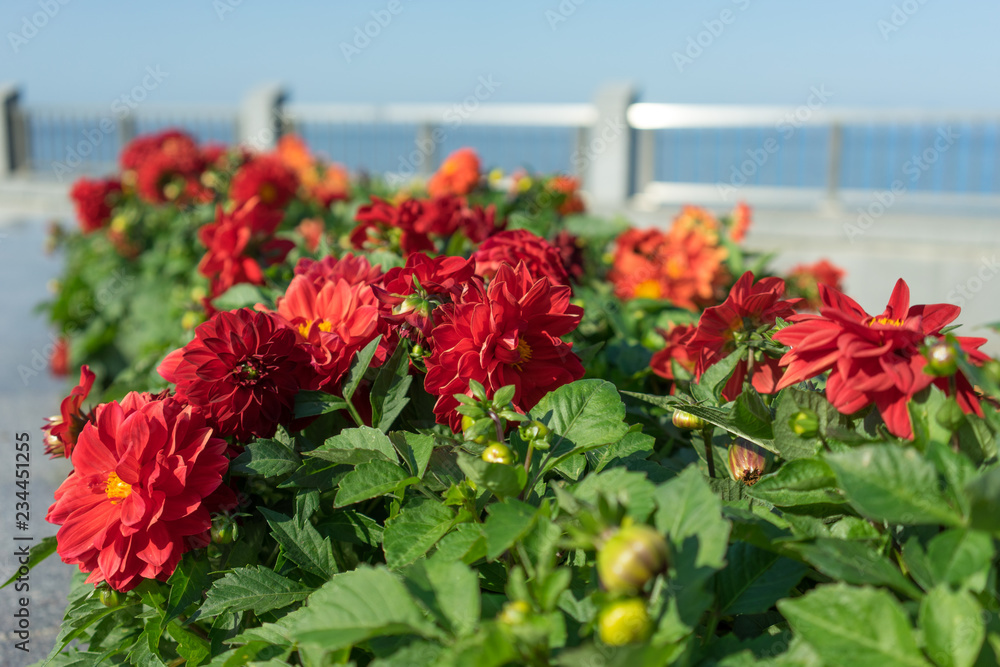 Naklejka premium Landscaping of Vladivostok embankment with beautiful flowers.