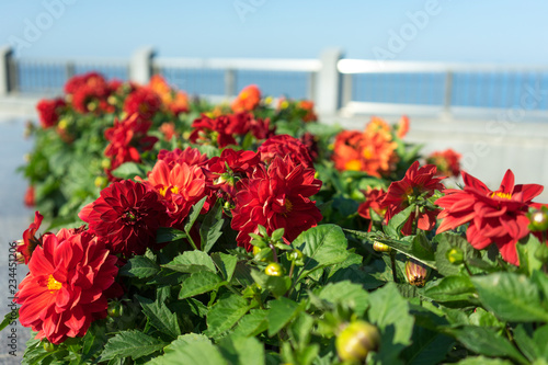 Fototapeta Naklejka Na Ścianę i Meble -  Landscaping of Vladivostok embankment with beautiful flowers.