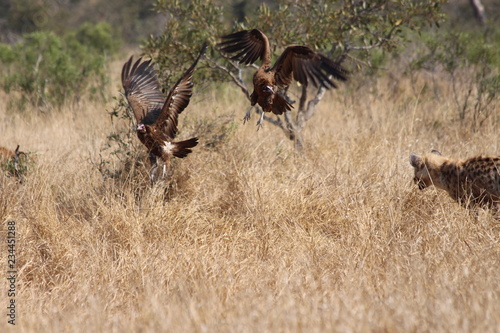 Vultures and Hyaena