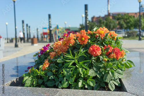 Fototapeta Naklejka Na Ścianę i Meble -  Landscaping of Vladivostok embankment with beautiful flowers.