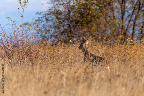 Buck deer with roe-deer in the wild © czamfir