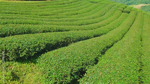 Tea Plantation in Doi Mae Salong, Chiang Rai Province in Northern Thailand.