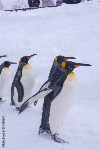 A flock of King penguins are walking happily over white snow during winter months when Christmas and New Year is coming. Penguins are aquatic  flightless birds and living together in large colonies.