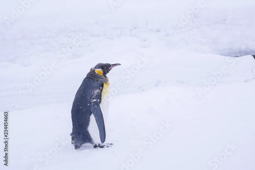 King Penguin lonely walks alone over white snow during winter months when Christmas and New Year is coming. Penguins are aquatic  flightless birds and living together in large colonies. Copy Space.