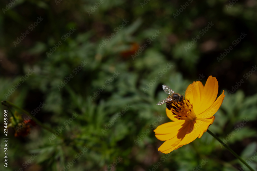 Obraz premium bee_04