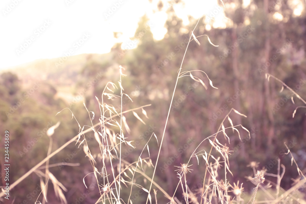 Natural background, dry grass plant in the nature Natural background, dry grass plant in the nature