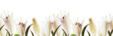 Lilies white flowers seamless pattern on a white