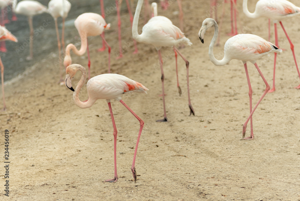 Flamingoes in Ras Al Khor Wildlife Sanctuary, Ramsar Site, Flamingo hide2, Dubai, United Arab Emirates Flamingoes in Ras Al Khor Wildlife Sanctuary, Ramsar Site, Flamingo hide2, Dubai, United Arab Emirates