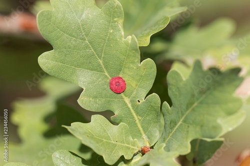 Red common spangle gall of the gall wasp Neuroterus quercusbaccarum photo