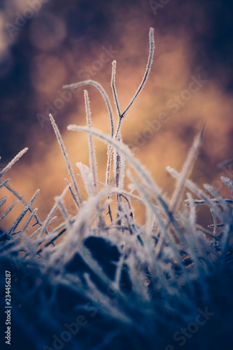 hot frost - frosty grass and sunrise sunlight